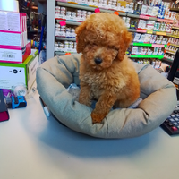 Barboncino maschio red tre mesi