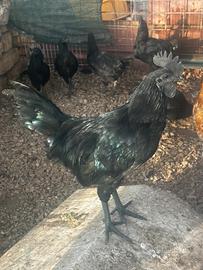 Cemani