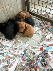 Barboncino toy cuccioli nostro allevamento