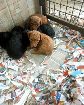Barboncino toy cuccioli nostro allevamento