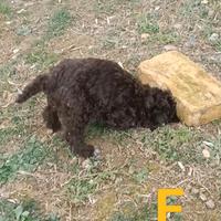 Lagotto Romagnolo con Pedigree