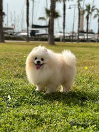 Spitz di Pomerania per monta