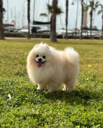 Spitz di Pomerania per monta