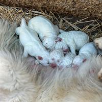 Cuccioli di Pastore Maremmano Abruzzese