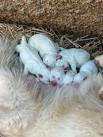 Cuccioli di Pastore Maremmano Abruzzese