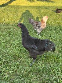 Gallo Australorp