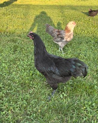 Gallo Australorp