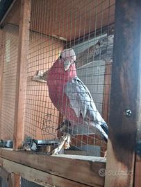 Cacatua rosa