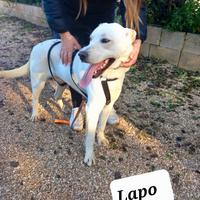 2 cucciolotti meticci incrocio amstaff di soli 14