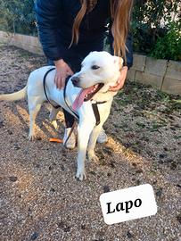 2 cucciolotti meticci incrocio amstaff di soli 14