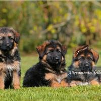Cuccioli pastore tedesco con pedigree