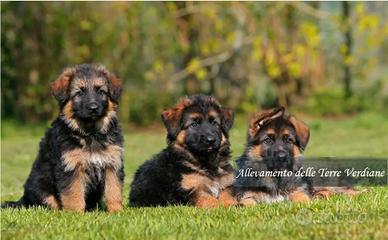 Cuccioli pastore tedesco con pedigree