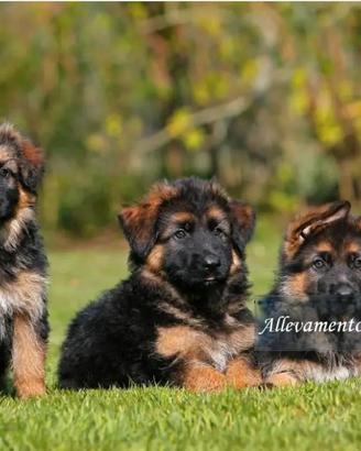 Cuccioli pastore tedesco con pedigree