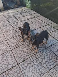 Bulldog francese