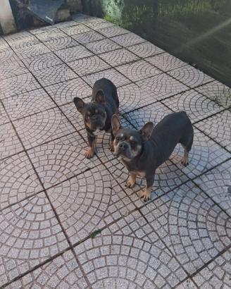 Bulldog francese