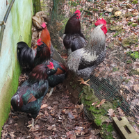 Galli ornamentali uova colorate