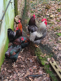 Galli ornamentali uova colorate