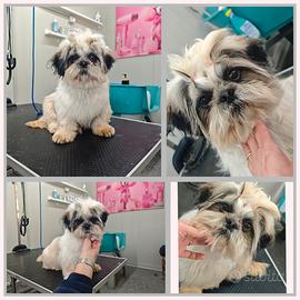 Shihtzu o Shih Tzu Disponibile