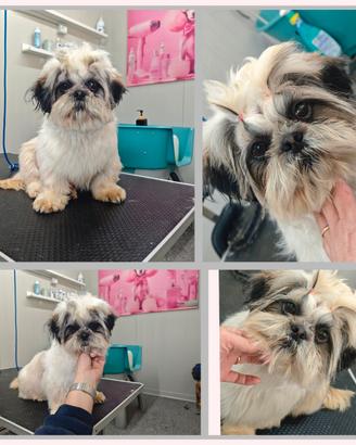 Shihtzu o Shih Tzu Disponibile