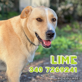 Lime simil Labrador, taglia media