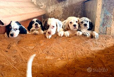 cuccioli di setter inglese