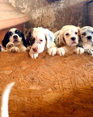 cuccioli di setter inglese