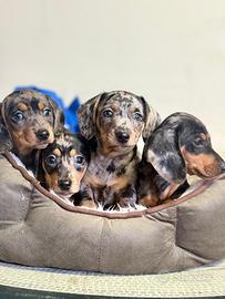 Cuccioli di bassotti Arlecchino kaninchen