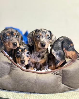 Cuccioli di bassotti Arlecchino kaninchen