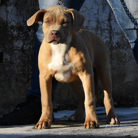 Cucciole di American Bully XL