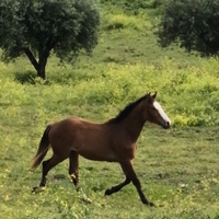 Cavalla da salto ostacoli