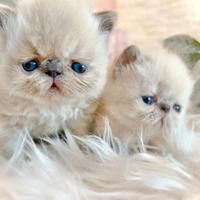 Cuccioli di Gatto Persiano di Alta Genealogia