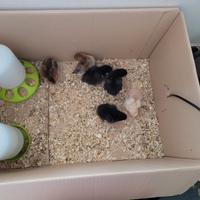 Pulcini di olive egger, marans e Livorno collo oro