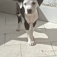Pit bull