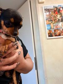 Cucciola di Pincher 5 mesi