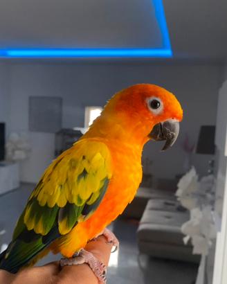 Conuro del sole