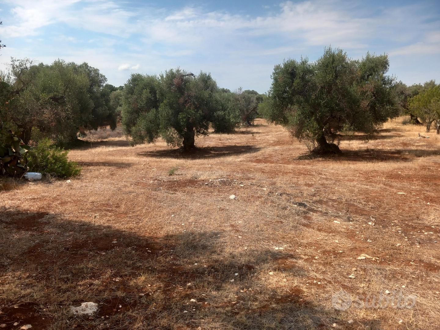 Vendita di terreno Ostuni in contrada Lamatroccola - Altro