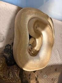 Pitone reale adulto lesser enchi blaze clown