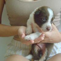 Border collie