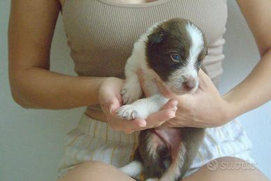 Border collie