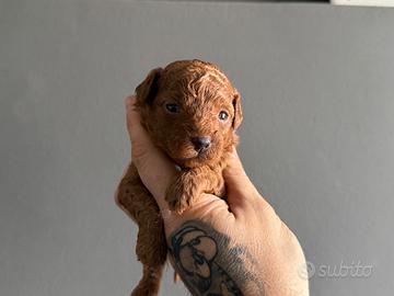 Cucciolo barboncino toy