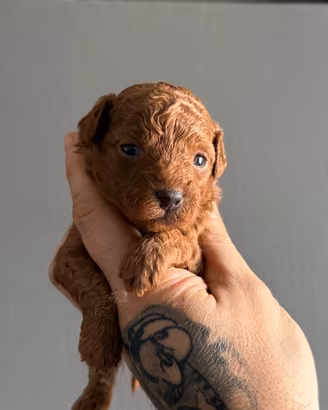 Cucciolo barboncino toy