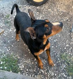 Pinscher nano