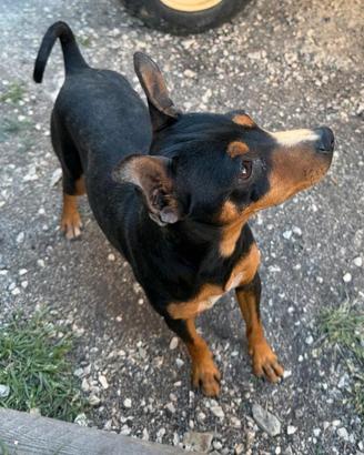 Pinscher nano