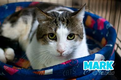 Mark gatto bianco grigio di 3 anni