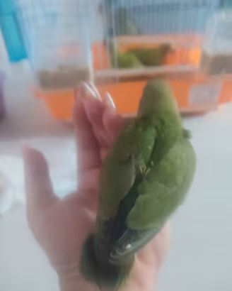 inseparabili 