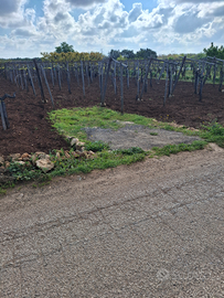 Terreno vigneto