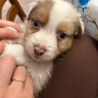 Cuccioli Australian Shepherd
