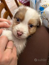 Cuccioli Australian Shepherd