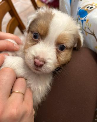 Cuccioli Australian Shepherd