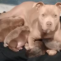 cuccioli di pitbul